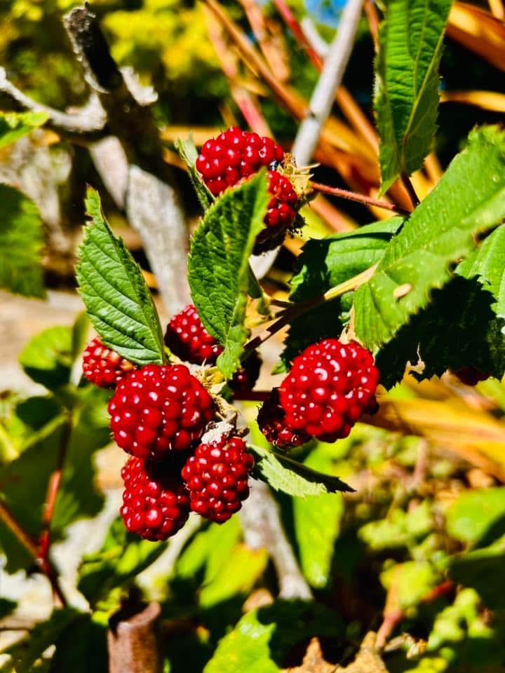 Detail Gallery Image 14 of 24 For 520 Redwood Rd, Whitethorn,  CA 95589 - 3 Beds | 2 Baths