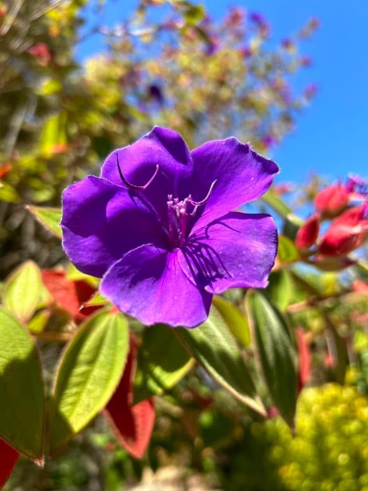 Detail Gallery Image 15 of 24 For 520 Redwood Rd, Whitethorn,  CA 95589 - 3 Beds | 2 Baths