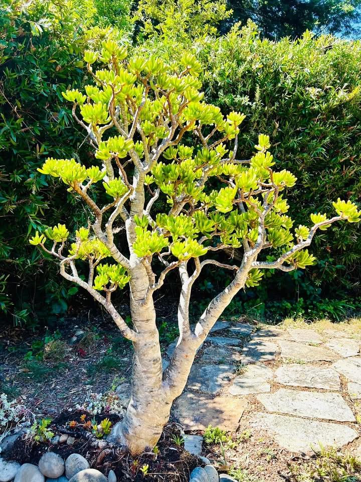 Detail Gallery Image 18 of 24 For 520 Redwood Rd, Whitethorn,  CA 95589 - 3 Beds | 2 Baths