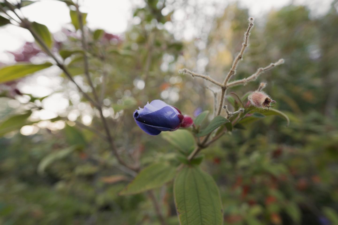 Detail Gallery Image 19 of 24 For 520 Redwood Rd, Whitethorn,  CA 95589 - 3 Beds | 2 Baths