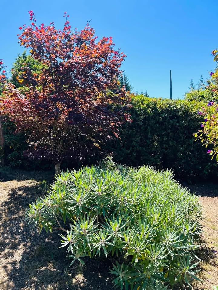 Detail Gallery Image 20 of 24 For 520 Redwood Rd, Whitethorn,  CA 95589 - 3 Beds | 2 Baths