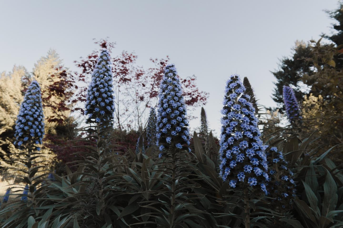 Detail Gallery Image 21 of 24 For 520 Redwood Rd, Whitethorn,  CA 95589 - 3 Beds | 2 Baths