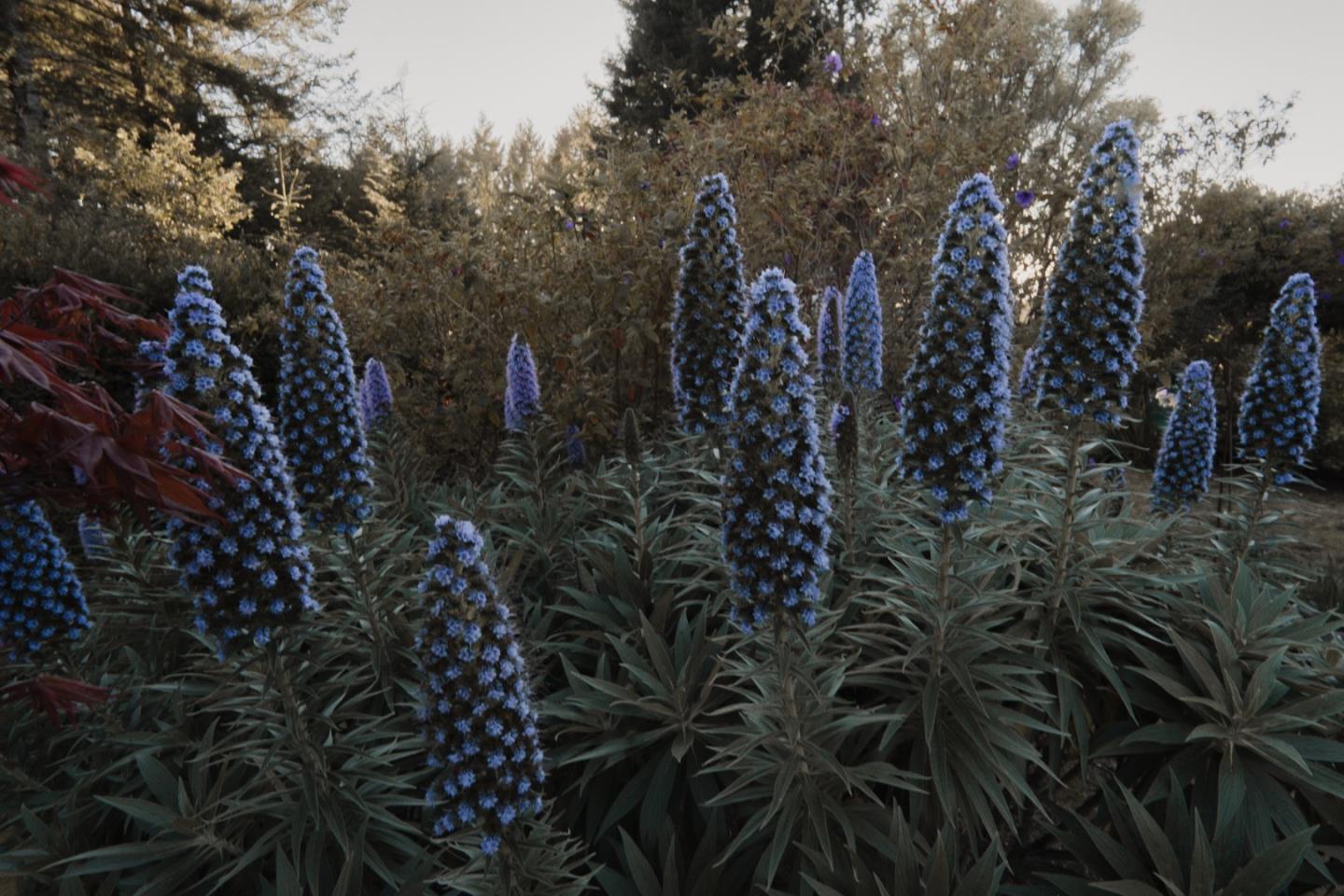 Detail Gallery Image 22 of 24 For 520 Redwood Rd, Whitethorn,  CA 95589 - 3 Beds | 2 Baths