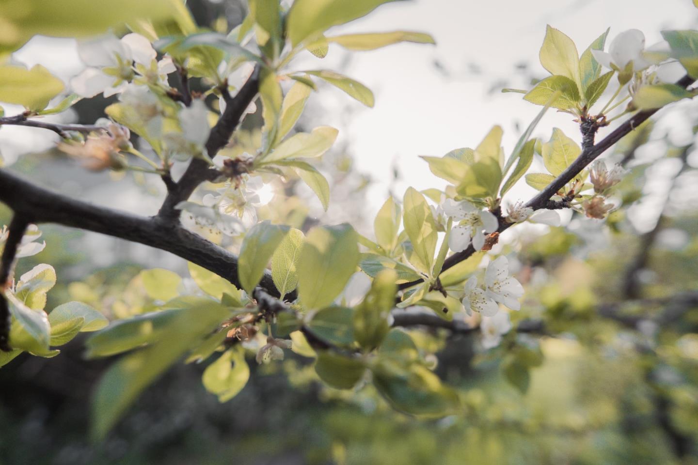 Detail Gallery Image 23 of 24 For 520 Redwood Rd, Whitethorn,  CA 95589 - 3 Beds | 2 Baths