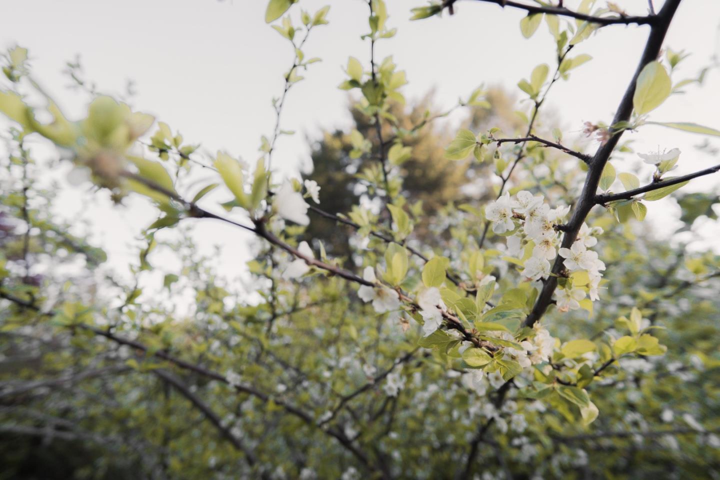 Detail Gallery Image 24 of 24 For 520 Redwood Rd, Whitethorn,  CA 95589 - 3 Beds | 2 Baths