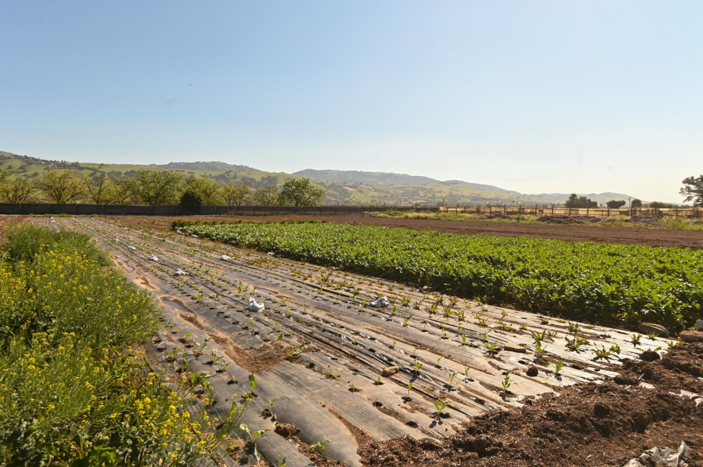 Detail Gallery Image 2 of 18 For 1600 Barrett Ave, Morgan Hill,  CA 95037 - – Beds | – Baths