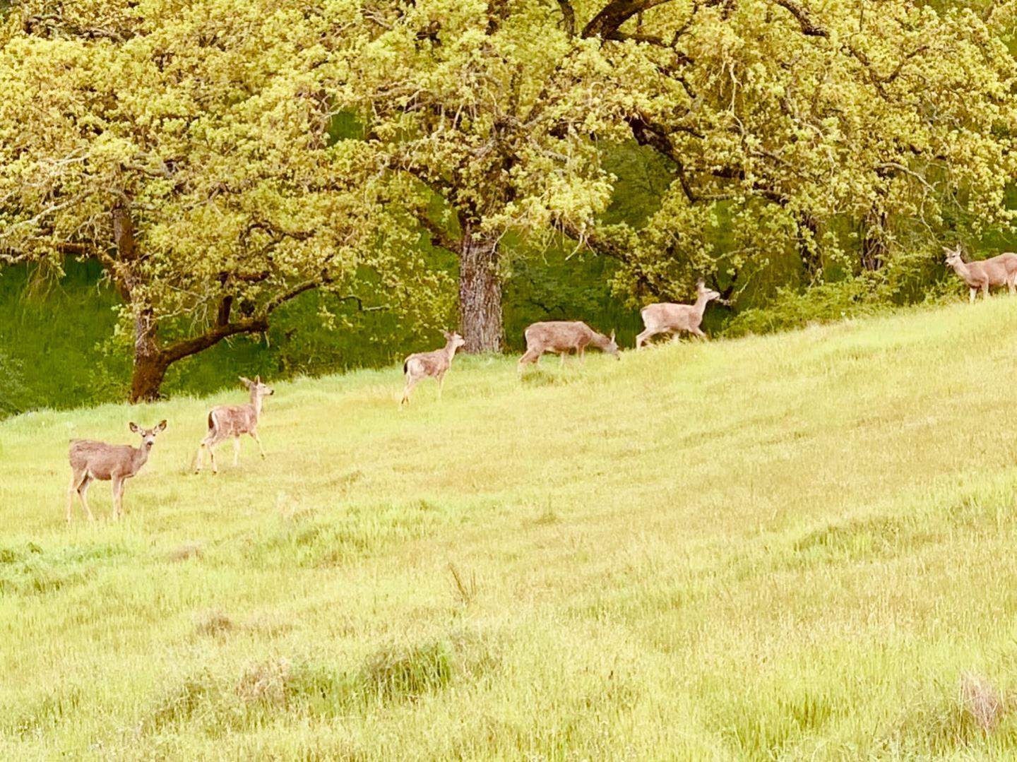 Detail Gallery Image 46 of 48 For 7521 Troon Ct, Gilroy,  CA 95020 - 5 Beds | 3/1 Baths