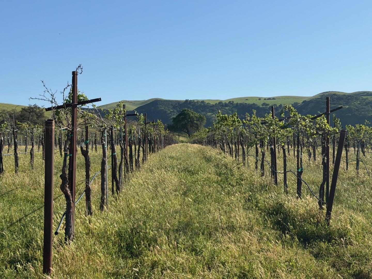 Detail Gallery Image 31 of 50 For 0 Airline Hwy, Tres Pinos,  CA 95075 - – Beds | – Baths