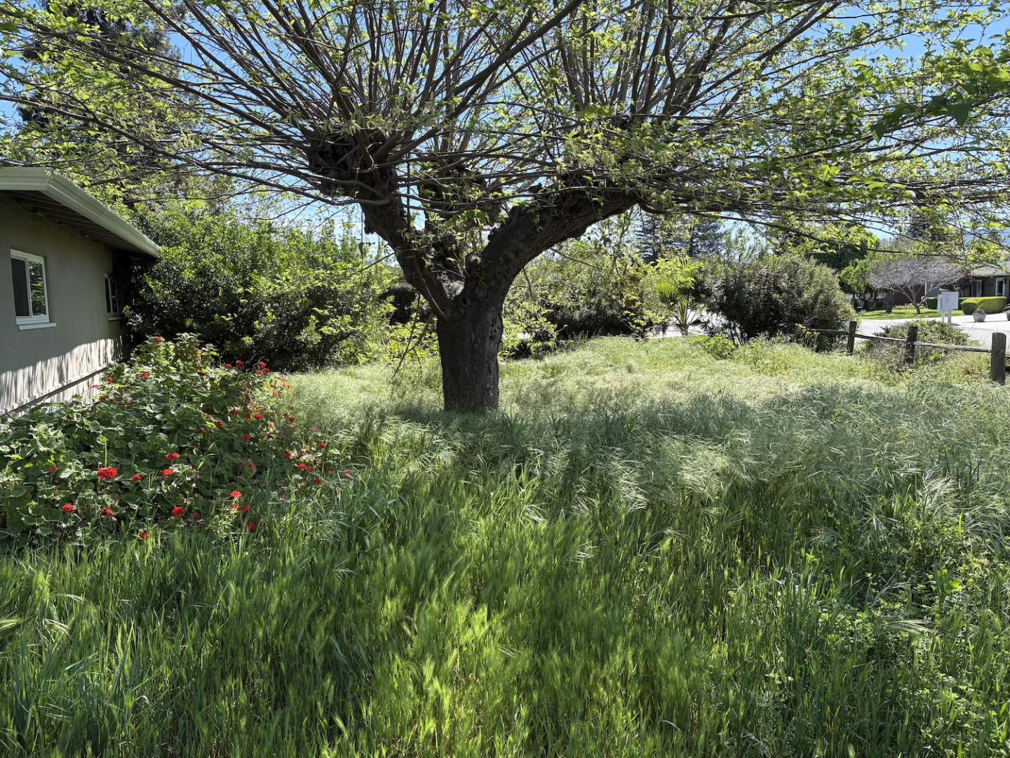 Detail Gallery Image 15 of 17 For 17951 Los Felice Dr, Saratoga,  CA 95070 - 3 Beds | 1/1 Baths