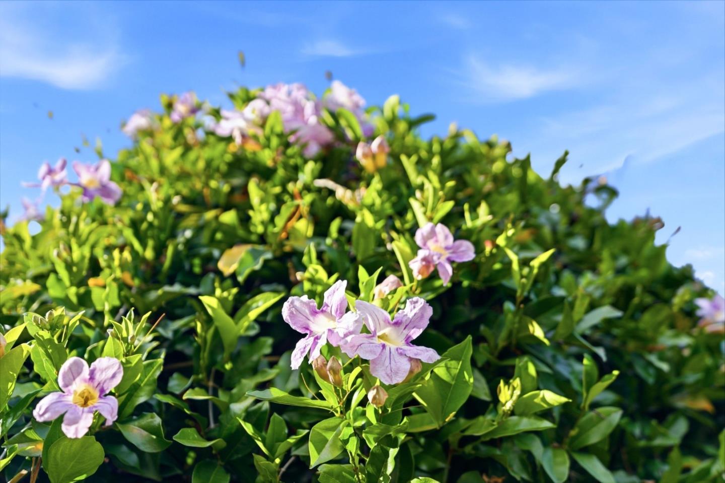 Detail Gallery Image 10 of 25 For 105 Garden Ln, Boulder Creek,  CA 95006 - 4 Beds | 2 Baths