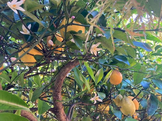 Detail Gallery Image 24 of 25 For 105 Garden Ln, Boulder Creek,  CA 95006 - 4 Beds | 2 Baths