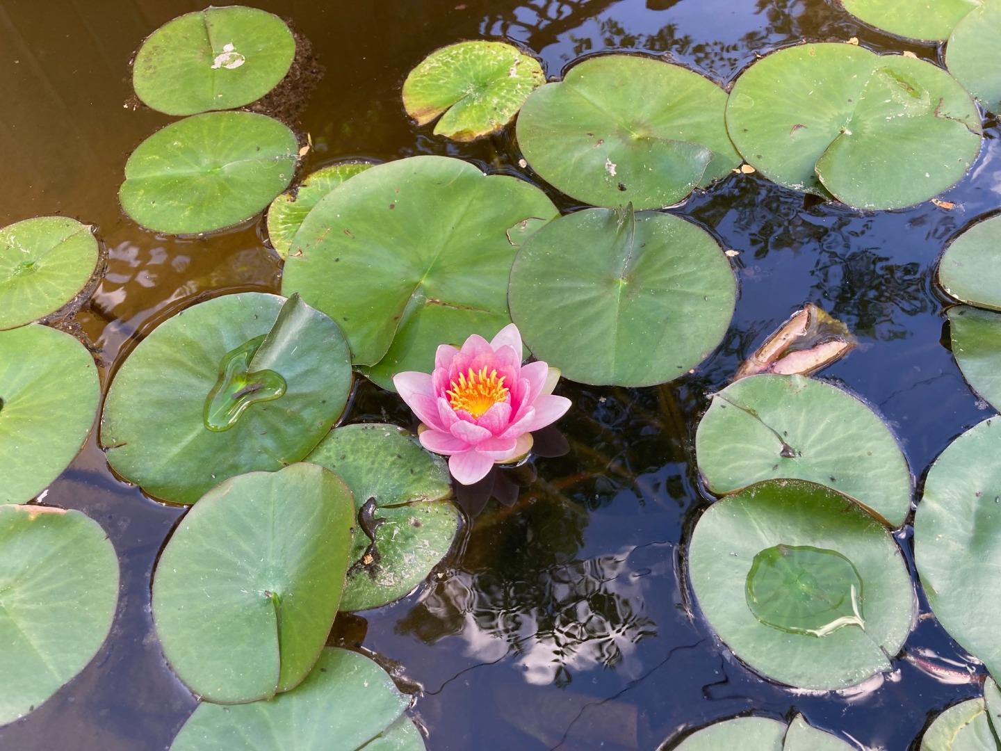 Detail Gallery Image 25 of 25 For 105 Garden Ln, Boulder Creek,  CA 95006 - 4 Beds | 2 Baths