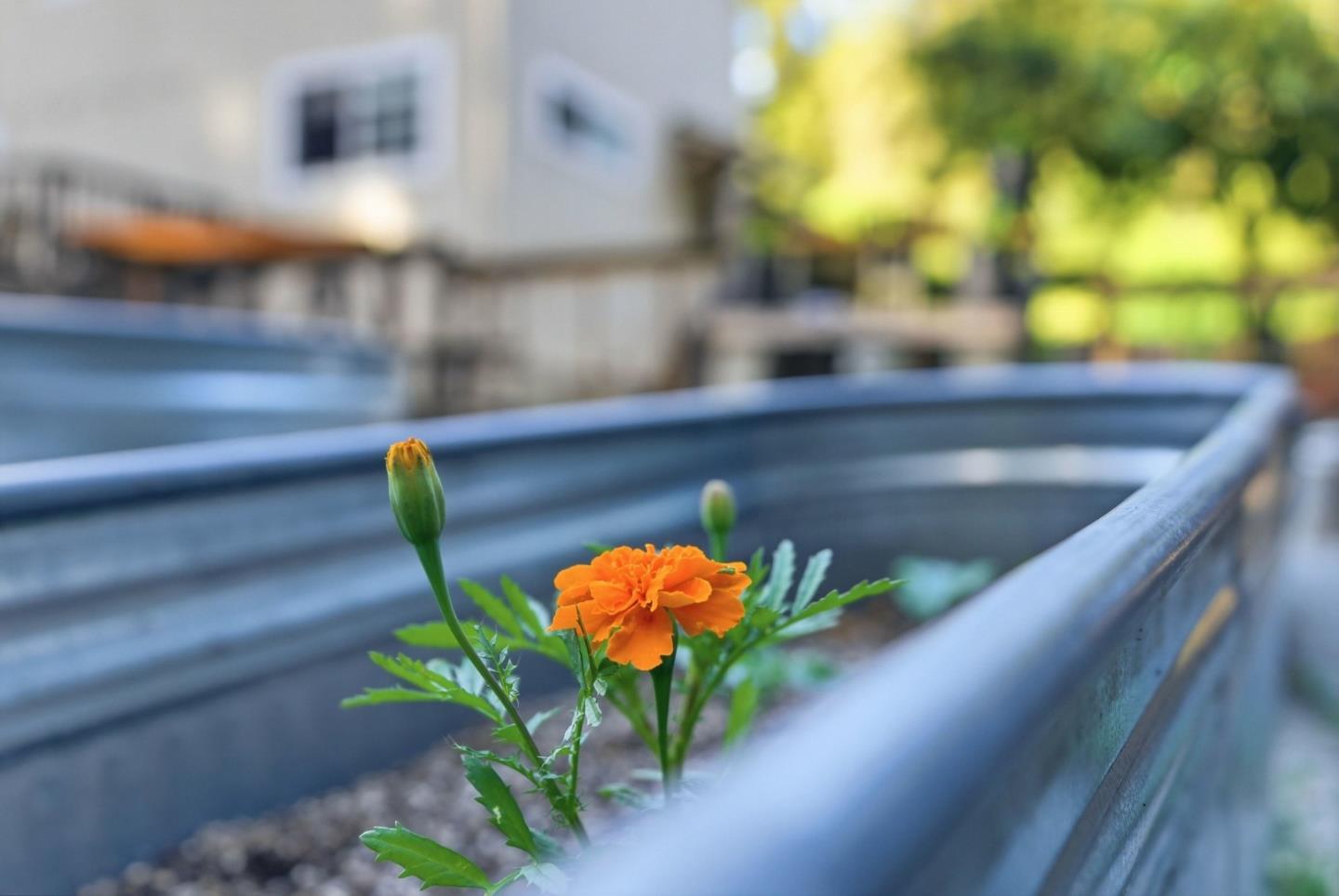 Detail Gallery Image 4 of 25 For 105 Garden Ln, Boulder Creek,  CA 95006 - 4 Beds | 2 Baths