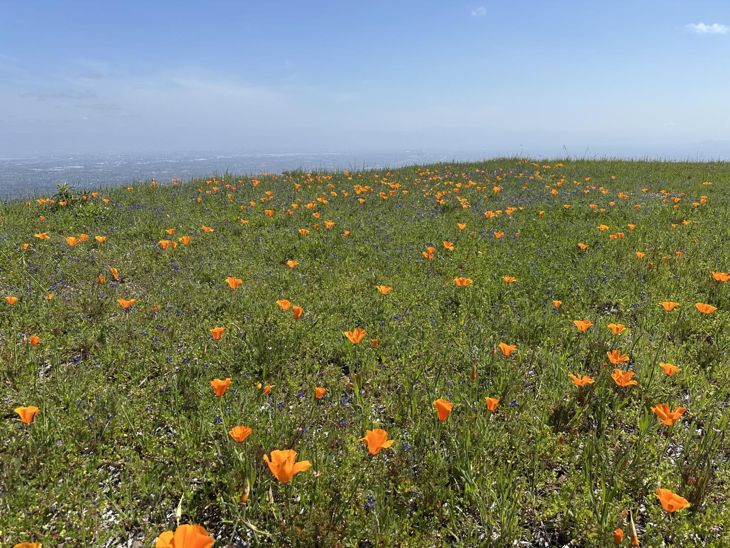 Detail Gallery Image 79 of 83 For 17599 Montebello Rd, Cupertino,  CA 95014 - 4 Beds | 3 Baths