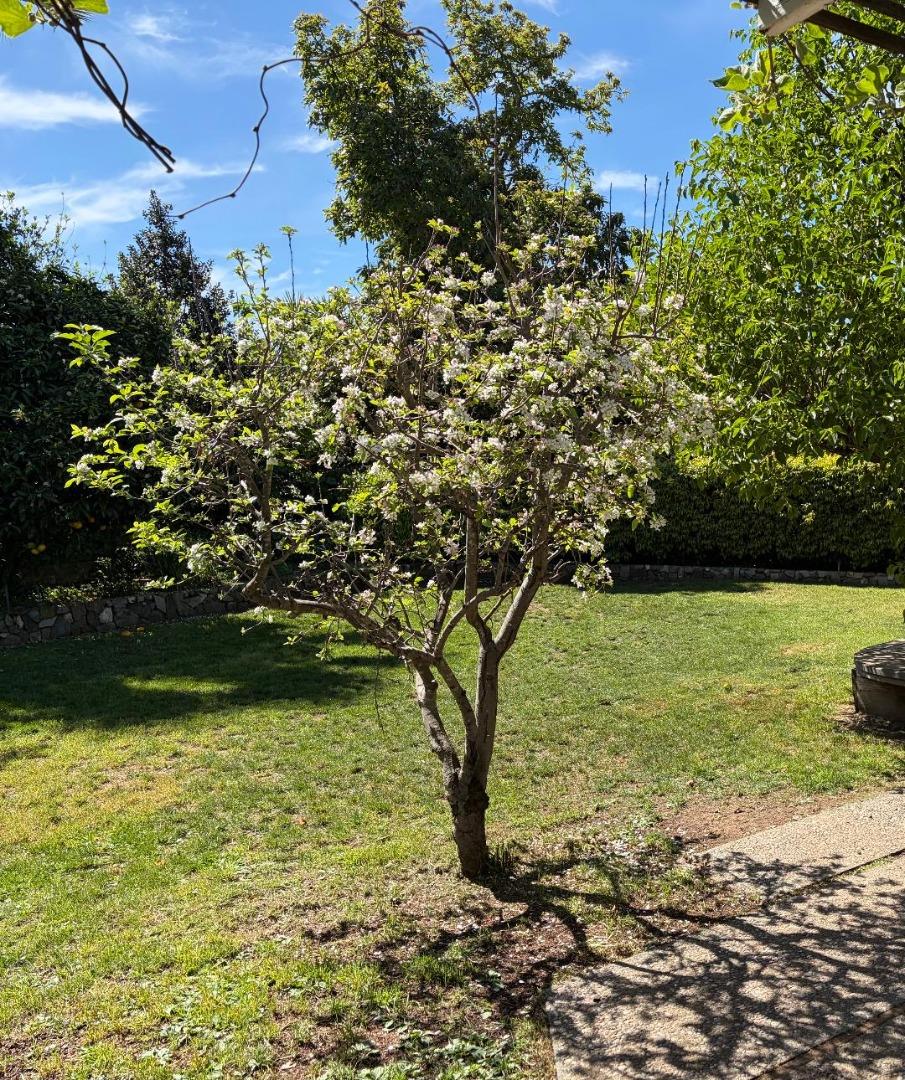 Detail Gallery Image 6 of 6 For Suffolk Ct, Los Altos,  CA 94024 - 6 Beds | 2/1 Baths