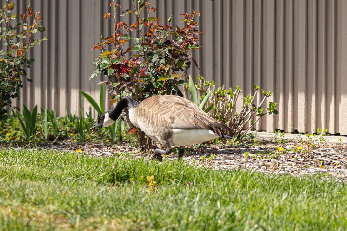 Detail Gallery Image 29 of 35 For 225 Mt Hermon Rd #54,  Scotts Valley,  CA 95066 - 2 Beds | 2 Baths