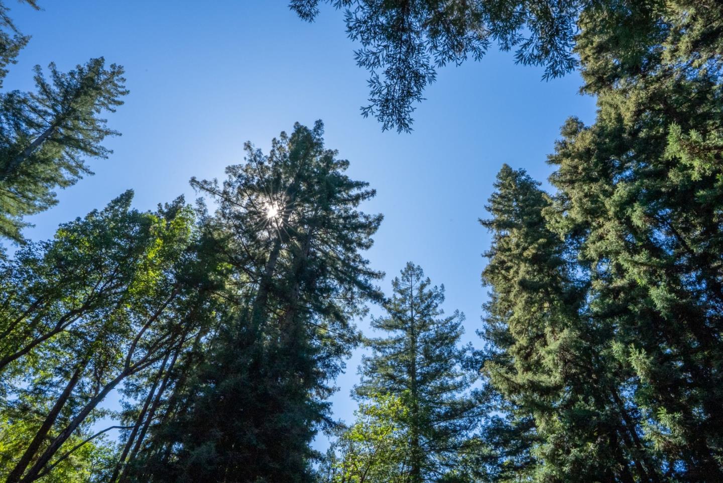 Detail Gallery Image 69 of 75 For 14161 Old Japanese Rd, Los Gatos,  CA 95033 - 3 Beds | 2/1 Baths