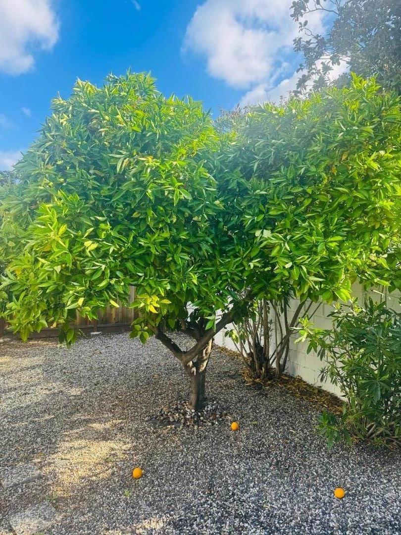 1102 Blue Lake Square, Mountain View, CA, 94040