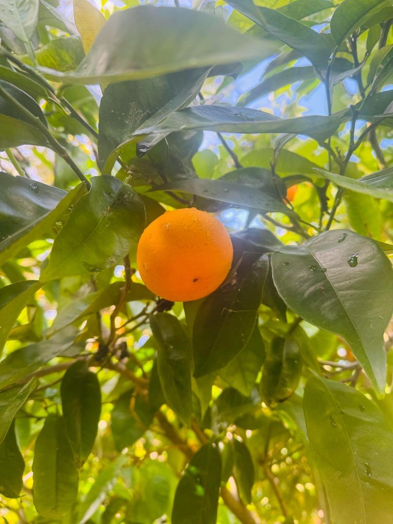 1102 Blue Lake Square, Mountain View, CA, 94040