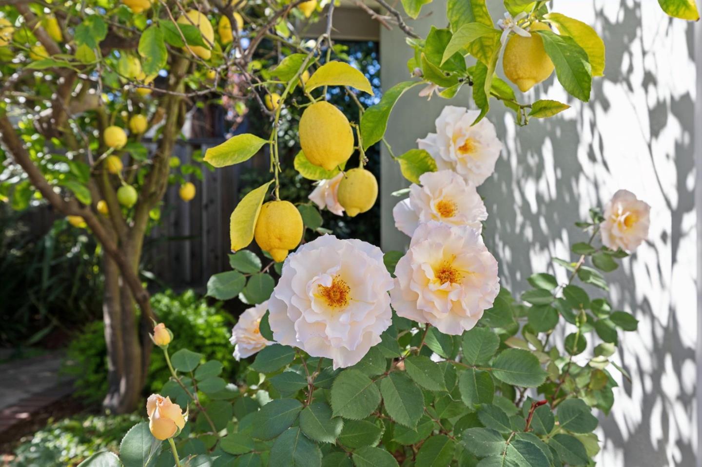 Detail Gallery Image 43 of 44 For 100 Yerba Santa Ave, Los Altos,  CA 94022 - 4 Beds | 2/1 Baths