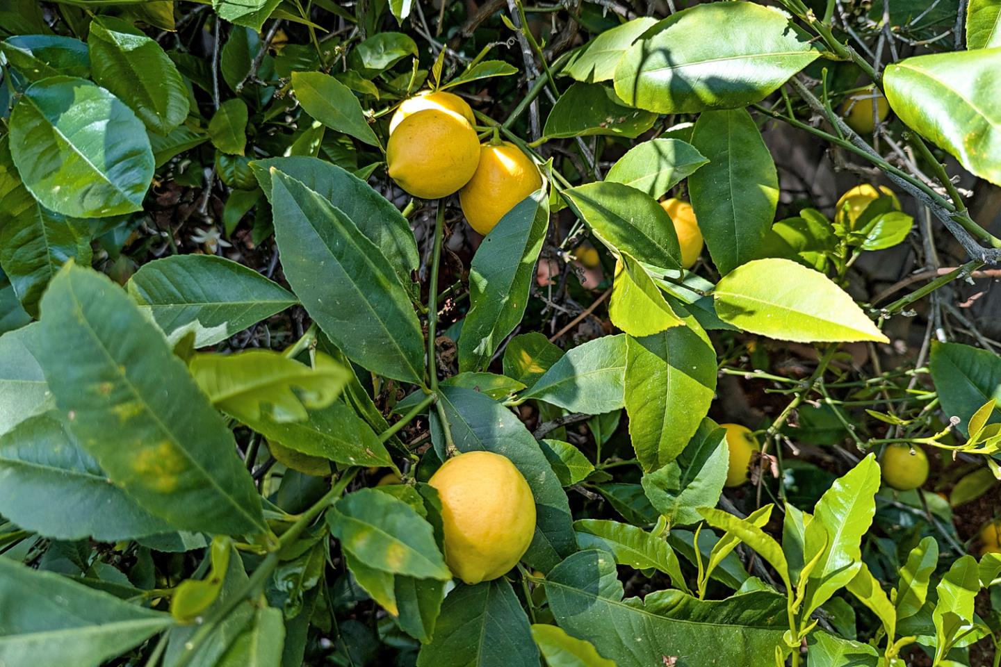 Detail Gallery Image 28 of 37 For 1418 Meadow Ln, Mountain View,  CA 94040 - 3 Beds | 2 Baths