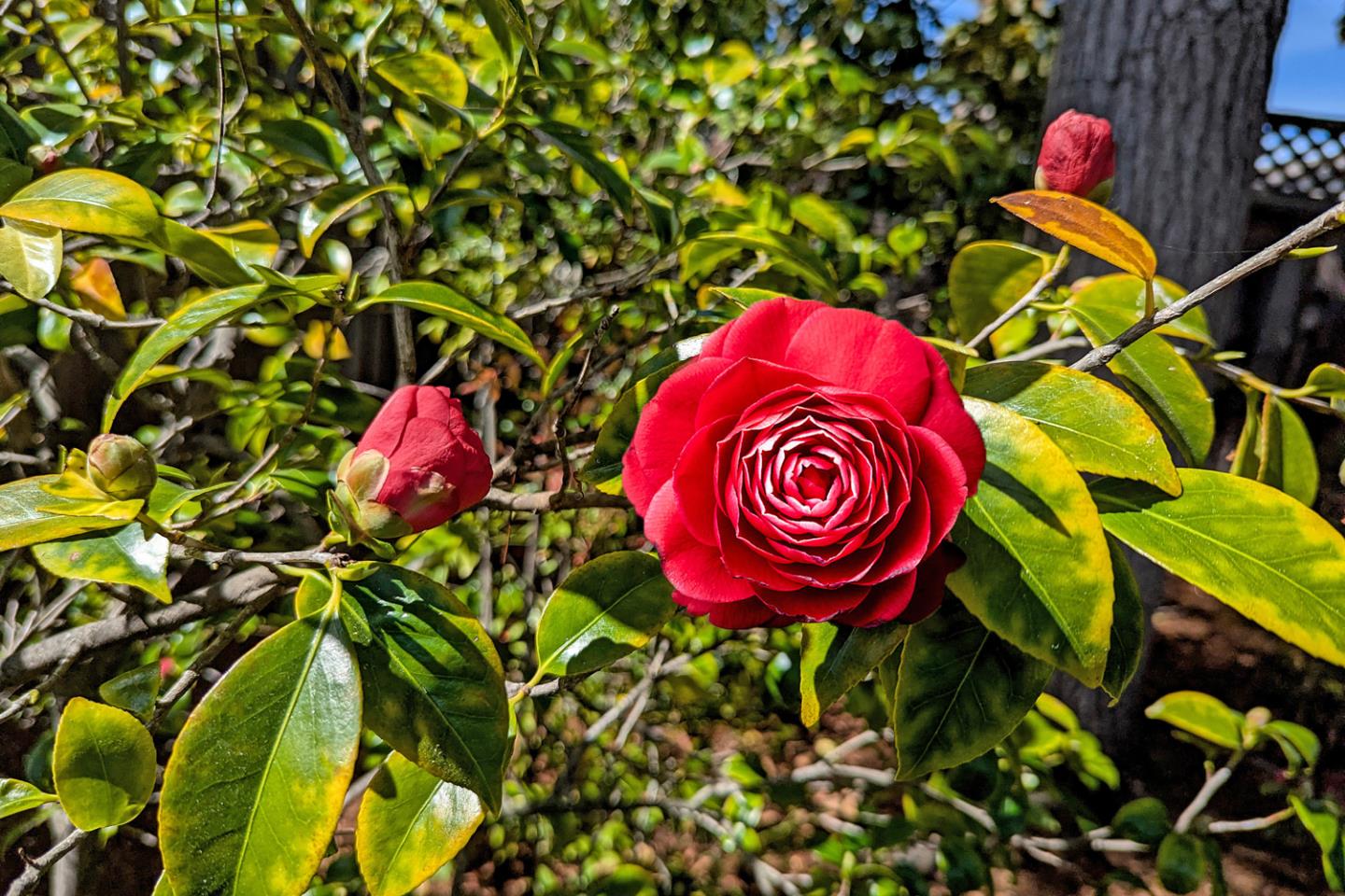 Detail Gallery Image 31 of 37 For 1418 Meadow Ln, Mountain View,  CA 94040 - 3 Beds | 2 Baths