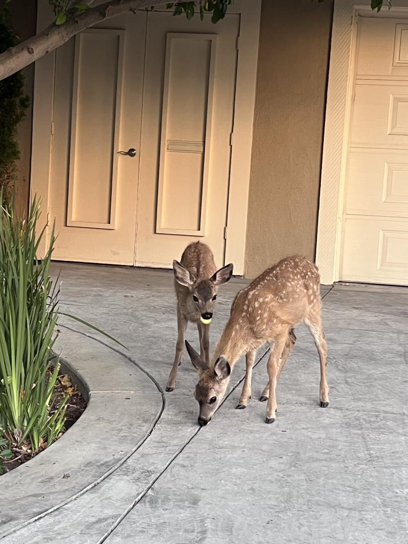 Detail Gallery Image 42 of 49 For 496 Golfview Dr, San Jose,  CA 95127 - 2 Beds | 2/1 Baths