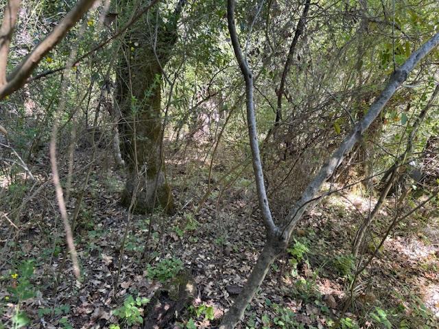 Detail Gallery Image 14 of 18 For 0 Canyon Vista, Los Gatos,  CA 95033 - – Beds | – Baths