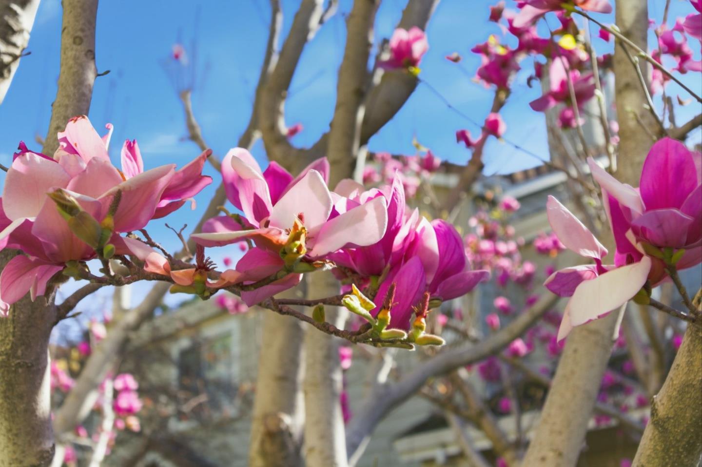 Photo #13: ML82040338 Listing: Photo #13