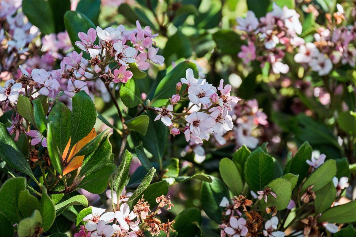 Detail Gallery Image 35 of 51 For 2315 Holland St, San Mateo,  CA 94403 - 3 Beds | 2 Baths