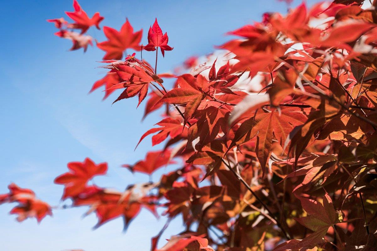Detail Gallery Image 39 of 51 For 2315 Holland St, San Mateo,  CA 94403 - 3 Beds | 2 Baths