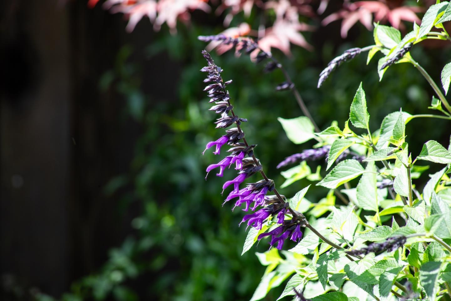 Detail Gallery Image 28 of 33 For 384 Hawthorne Ave, Los Altos,  CA 94022 - 4 Beds | 3/1 Baths