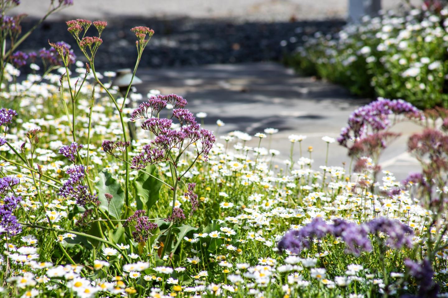 Detail Gallery Image 5 of 33 For 384 Hawthorne Ave, Los Altos,  CA 94022 - 4 Beds | 3/1 Baths