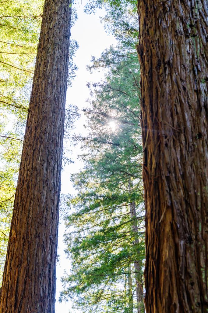 Detail Gallery Image 62 of 62 For 23535 Treeview Trl, Los Gatos,  CA 95033 - 3 Beds | 2 Baths