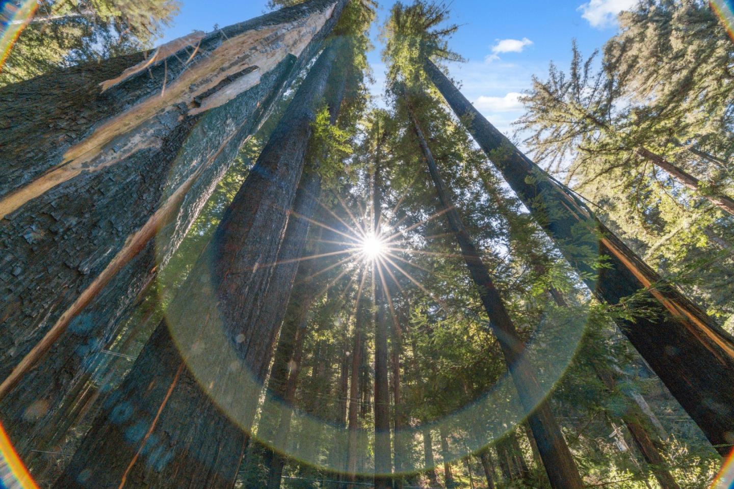 Detail Gallery Image 41 of 50 For 11800 Clear Creek Rd, Brookdale,  CA 95007 - – Beds | – Baths