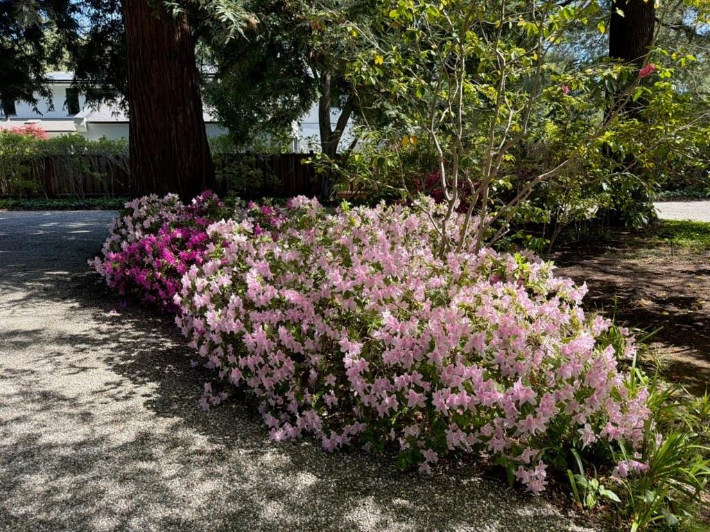 Detail Gallery Image 33 of 43 For 269 Selby Ln, Atherton,  CA 94027 - 6 Beds | 4/1 Baths