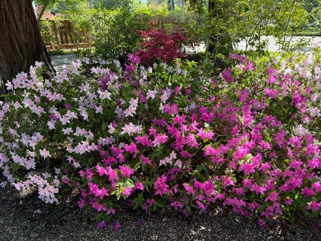 Detail Gallery Image 34 of 43 For 269 Selby Ln, Atherton,  CA 94027 - 6 Beds | 4/1 Baths