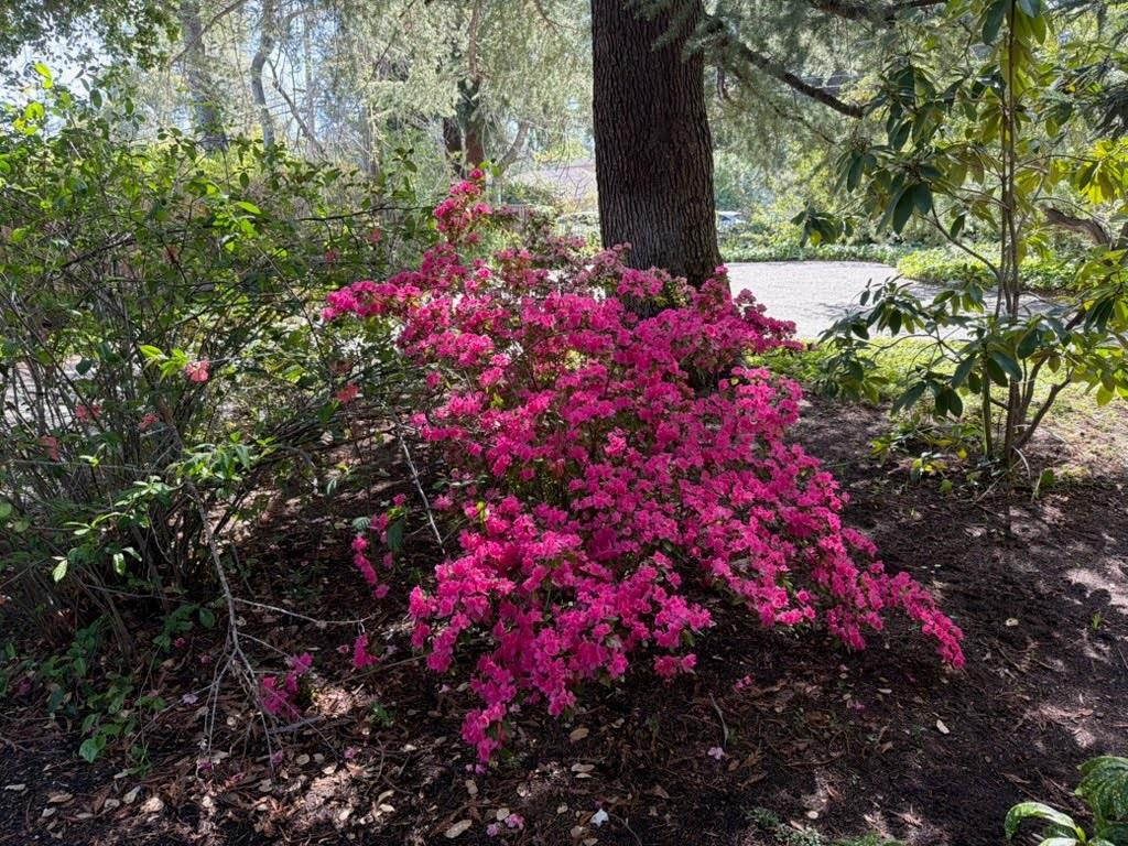 Detail Gallery Image 35 of 43 For 269 Selby Ln, Atherton,  CA 94027 - 6 Beds | 4/1 Baths