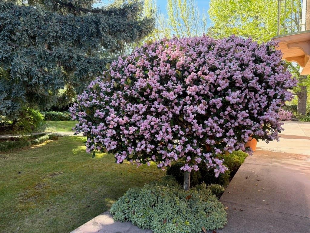 Detail Gallery Image 39 of 43 For 269 Selby Ln, Atherton,  CA 94027 - 6 Beds | 4/1 Baths