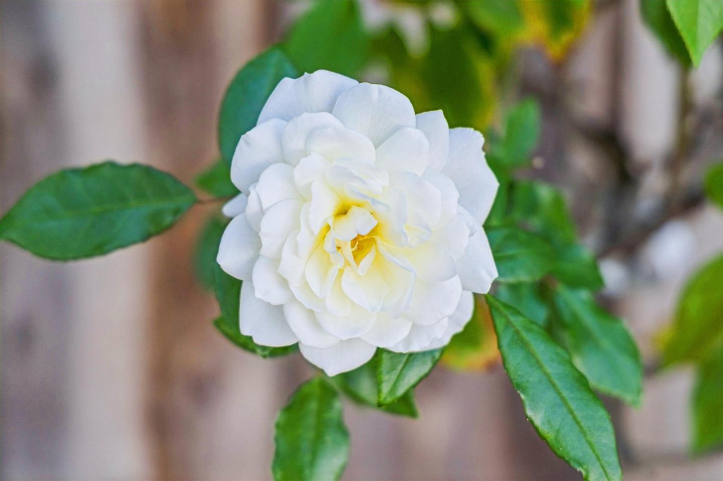 Detail Gallery Image 5 of 58 For 2614 Ohio Ave, Redwood City,  CA 94061 - 3 Beds | 2 Baths