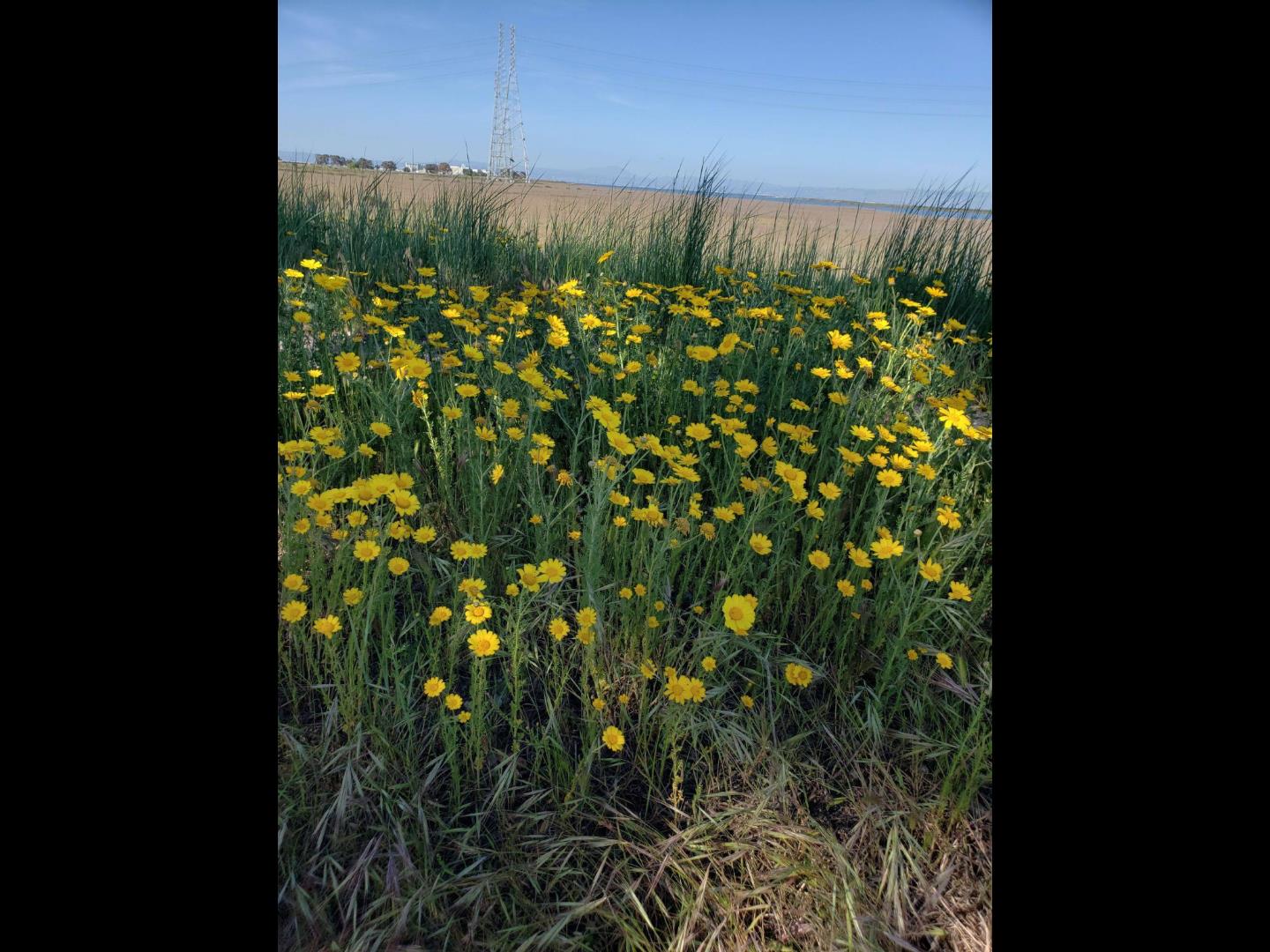Detail Gallery Image 30 of 30 For 6 Dockside Cir, Redwood City,  CA 94065 - 4 Beds | 3/1 Baths