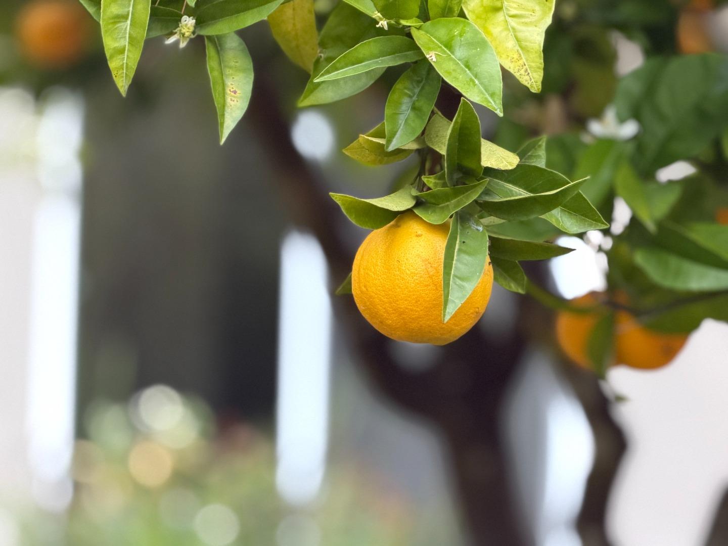 Detail Gallery Image 4 of 51 For 333 John St, Santa Cruz,  CA 95060 - 3 Beds | 2 Baths