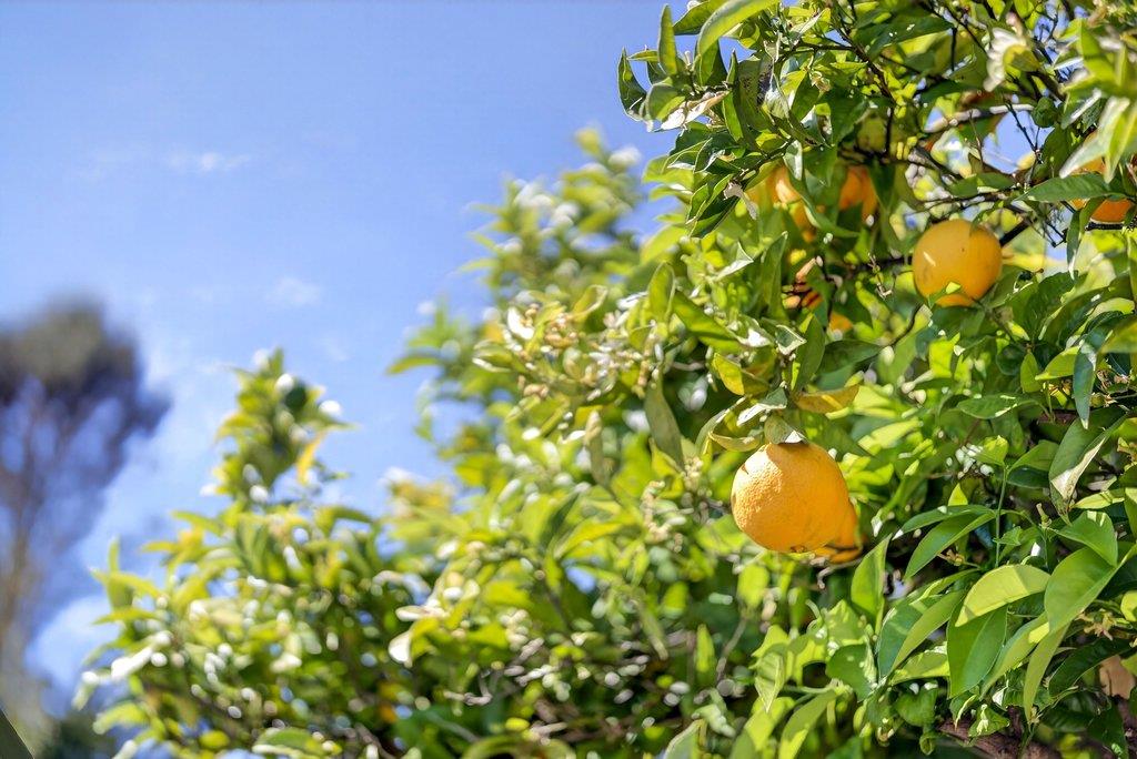 Detail Gallery Image 42 of 51 For 333 John St, Santa Cruz,  CA 95060 - 3 Beds | 2 Baths