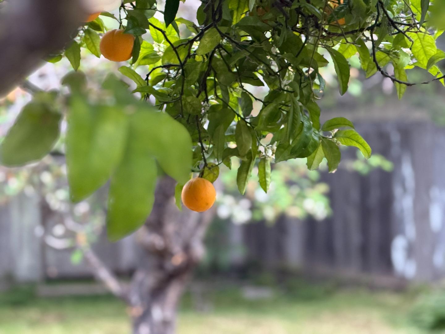 Detail Gallery Image 6 of 51 For 333 John St, Santa Cruz,  CA 95060 - 3 Beds | 2 Baths