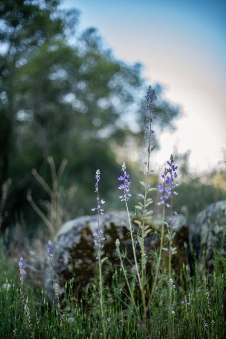 Detail Gallery Image 2 of 19 For 13804205 Pennyroyal Ln, Prather,  CA 93651 - – Beds | – Baths