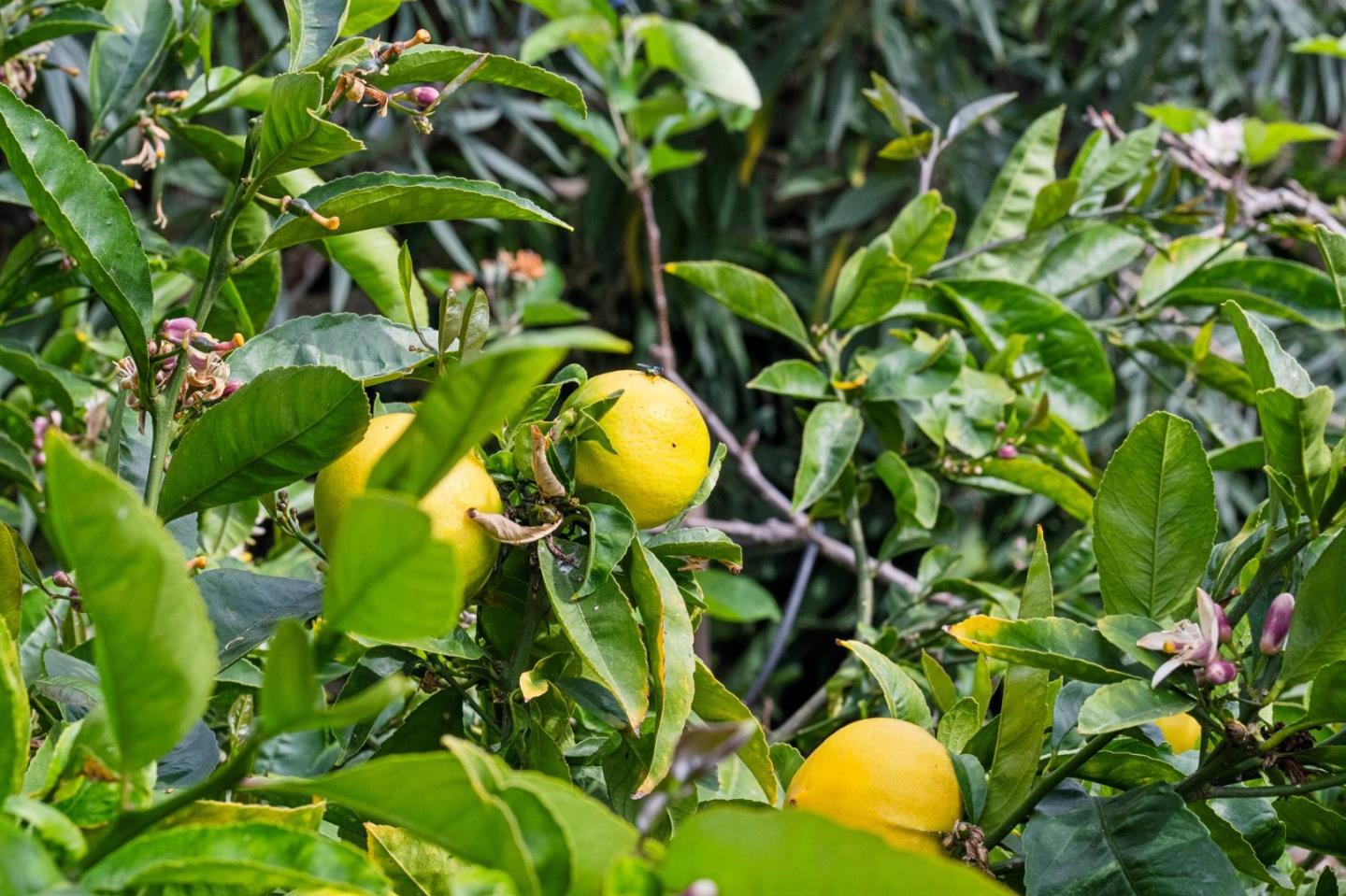 Detail Gallery Image 41 of 50 For 1976 Luzern St, Seaside,  CA 93955 - 3 Beds | 2 Baths