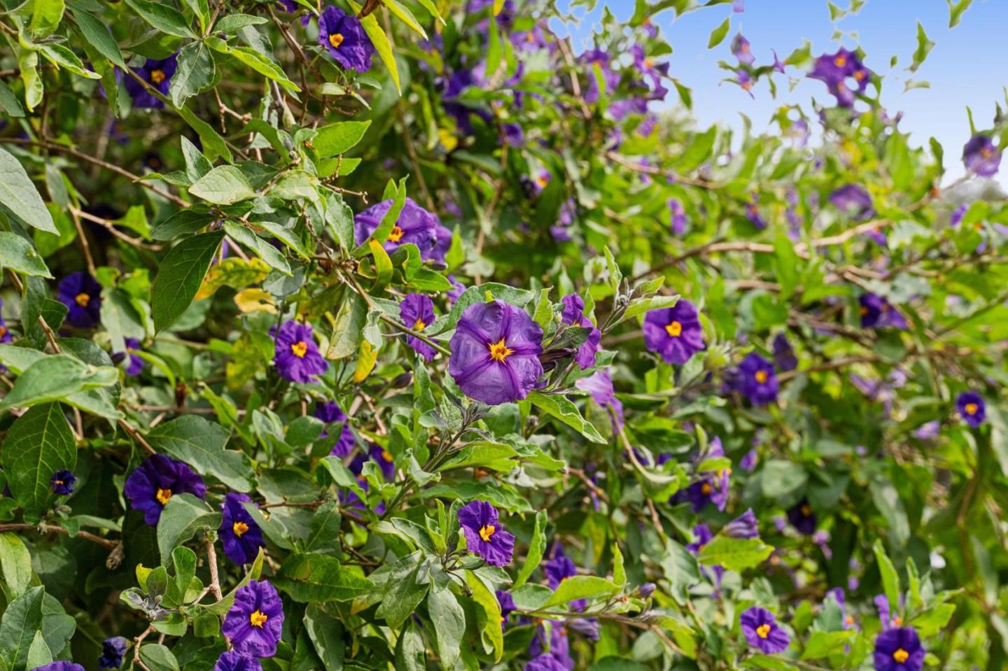 Detail Gallery Image 43 of 50 For 1976 Luzern St, Seaside,  CA 93955 - 3 Beds | 2 Baths