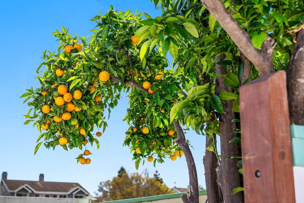 Detail Gallery Image 35 of 43 For 114 Serra Ct, Santa Cruz,  CA 95060 - 3 Beds | 1/1 Baths