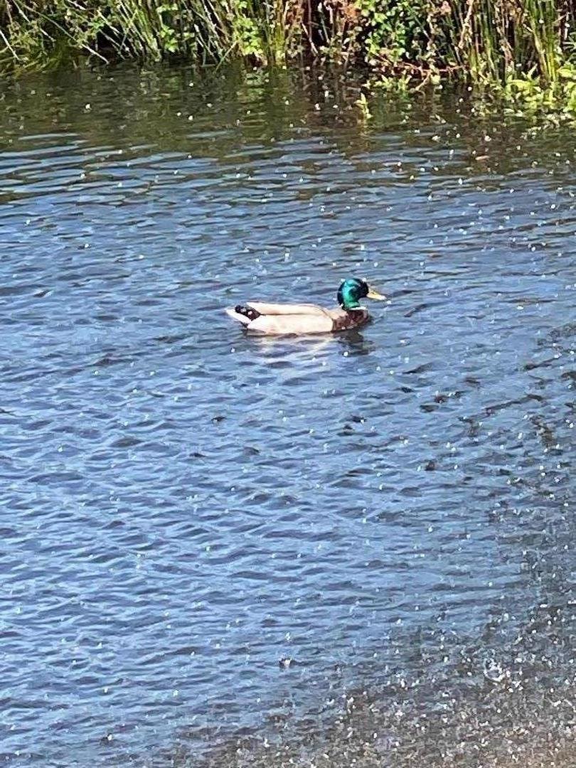 Detail Gallery Image 38 of 43 For 444 Whispering Pines Dr #173,  Scotts Valley,  CA 95066 - 2 Beds | 2 Baths