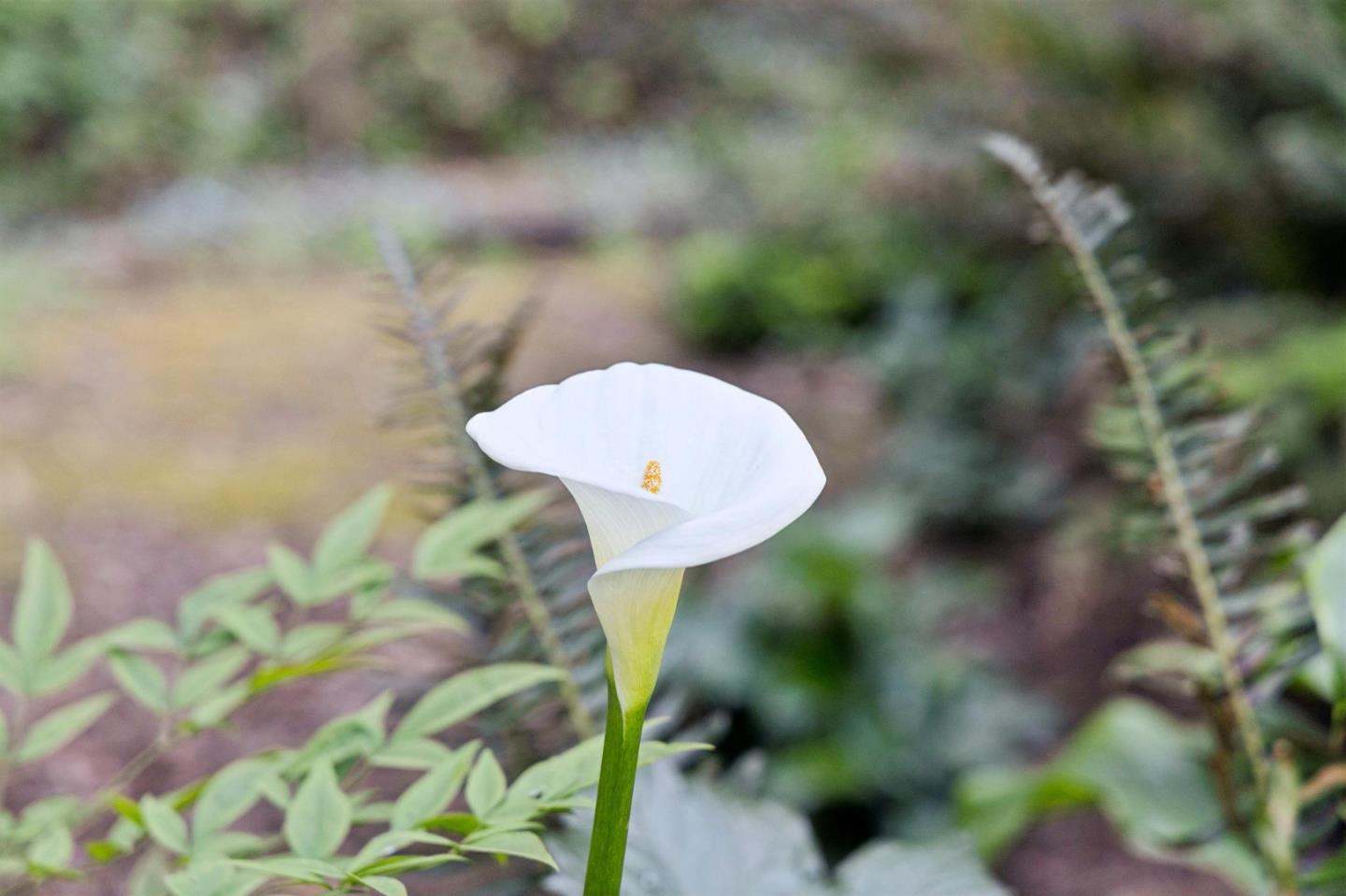 Detail Gallery Image 27 of 33 For 188 Martinez Rd, Woodside,  CA 94062 - 3 Beds | 2 Baths